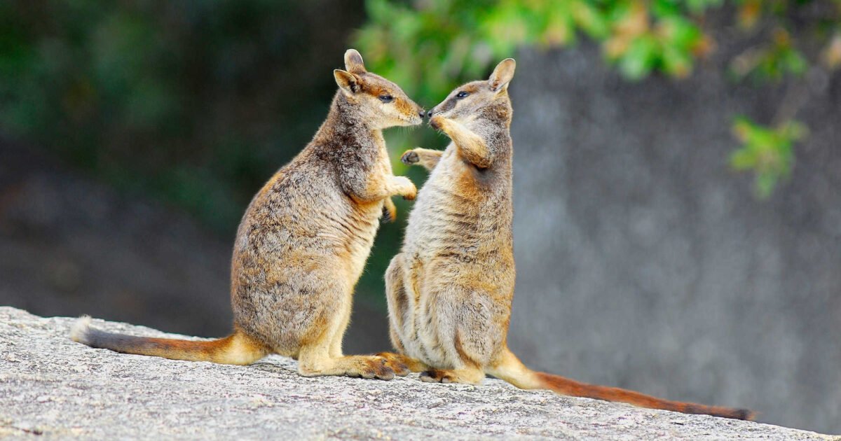 australian wildlife activities for kids wallaby nature learning
